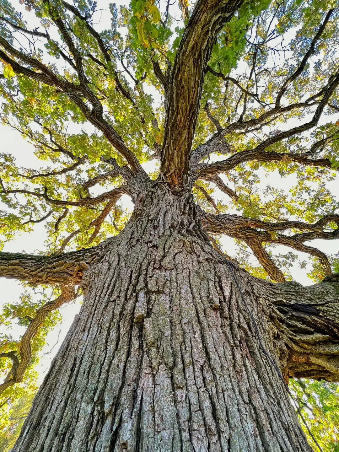 Magic Oak Tree